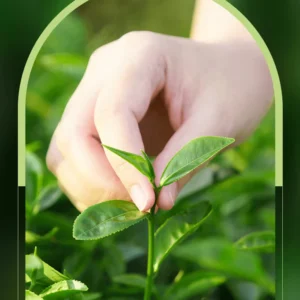 Hand picking fresh tea leaves for the natural SADOER Tea Tree Anti-Acne Gel formula.