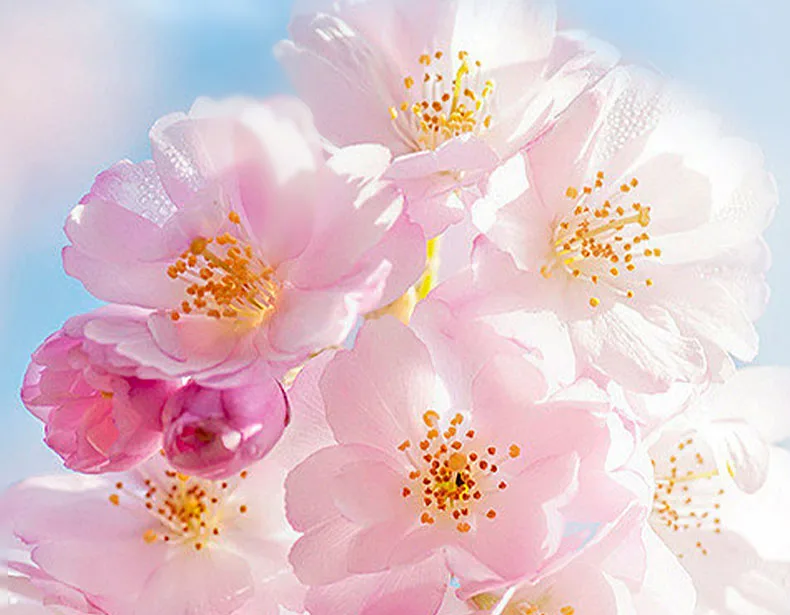 SADOER Sakura Collagen Eye Cream product information